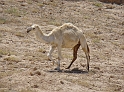 Kamelen (4)